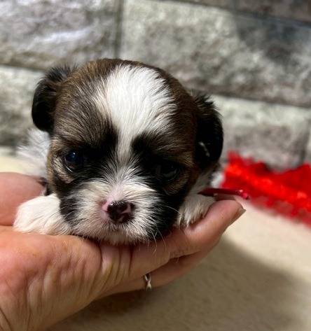 チワシーズー（チワワ×シーズー）ご家族様が決まりました