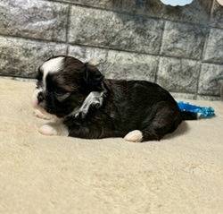 チワシーズー（チワワ×シーズー）ご家族様が決まりました