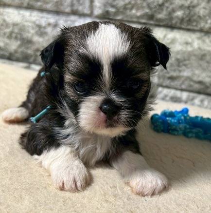 チワシーズー（チワワ×シーズー）ご家族様が決まりました