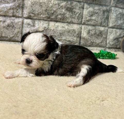 チワシーズー（チワワ×シーズー）ご家族様が決まりました