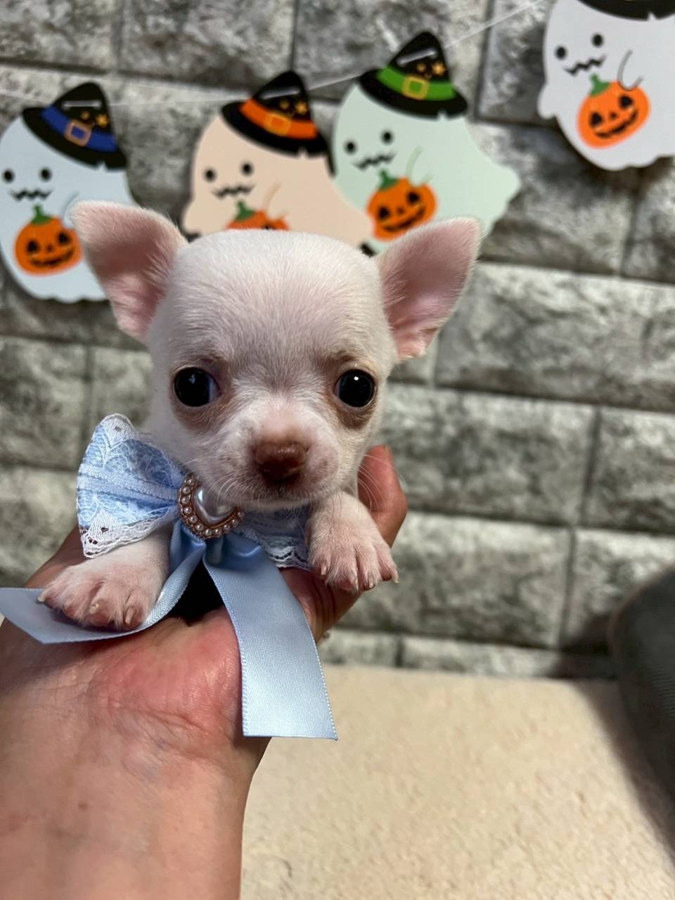 チワワ（スムース）ご家族様が決まりました