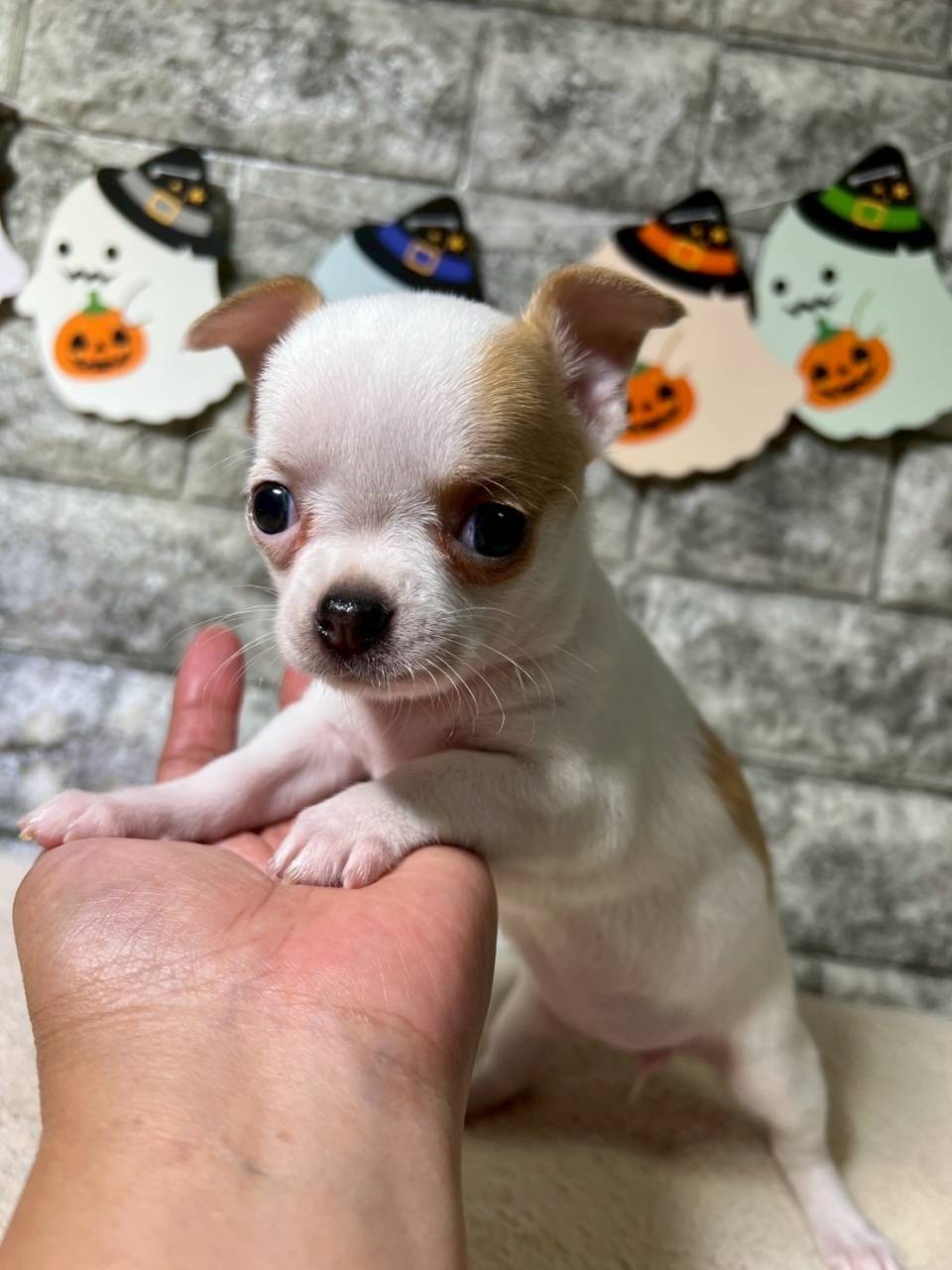 チワワ（スムース）ご家族様が決まりました