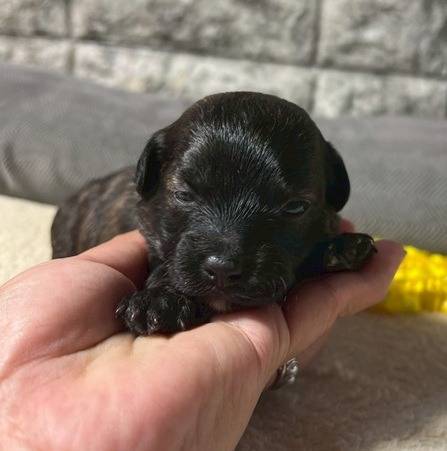 チワプー（チワワ×トイプードル）ご家族様が決まりました。