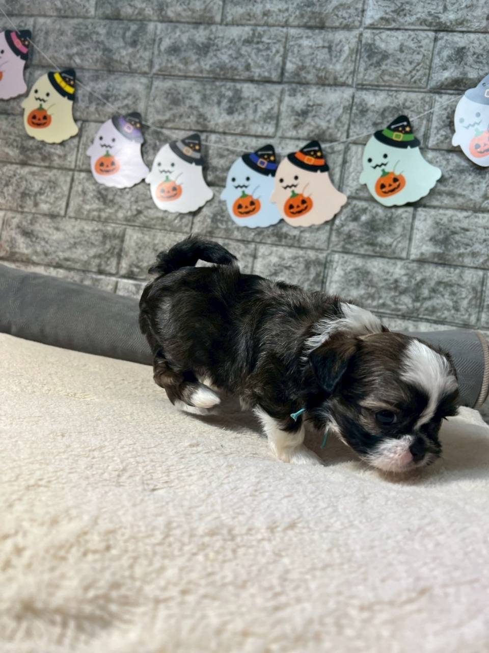 チワシーズー（チワワ×シーズー）ご家族様が決まりました