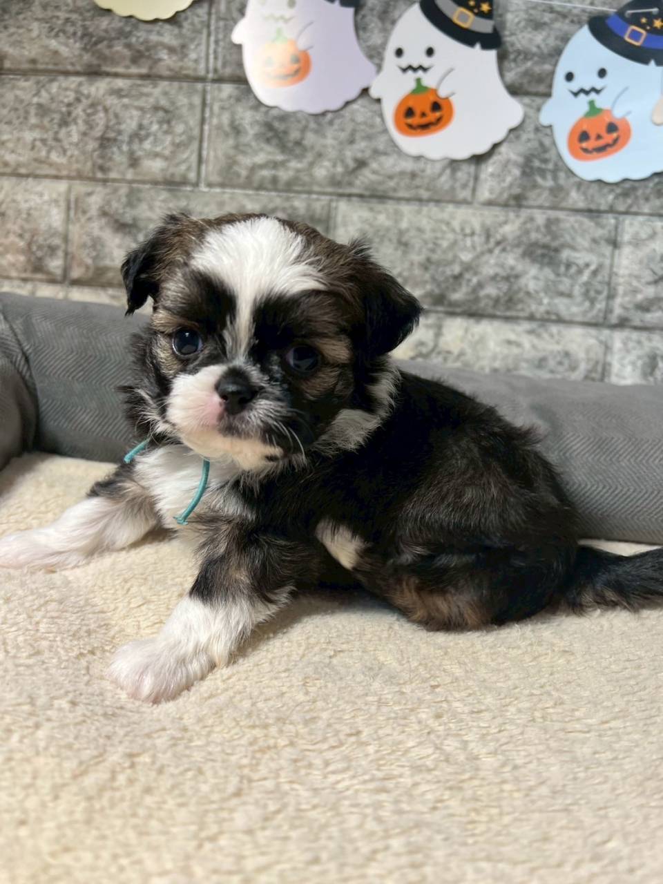 チワシーズー（チワワ×シーズー）ご家族様が決まりました