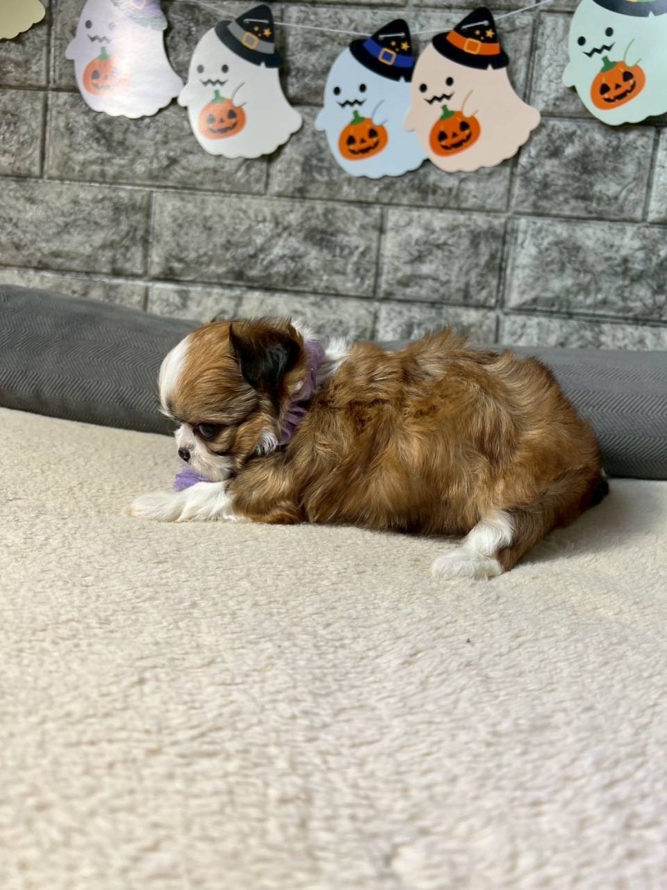 チワシーズー（チワワ×シーズー）ご家族様が決まりました