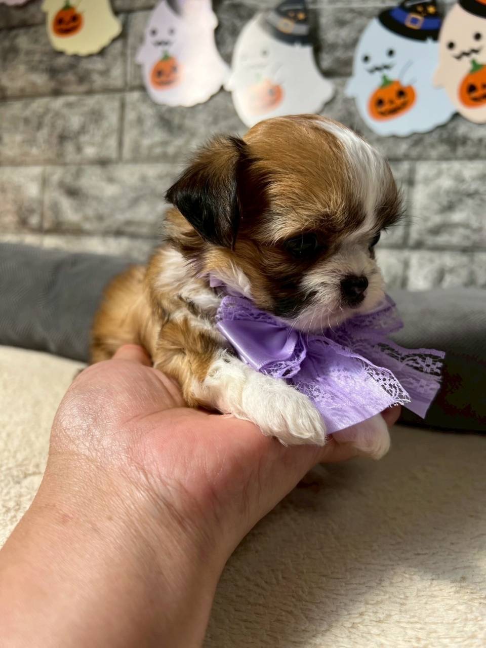 チワシーズー（チワワ×シーズー）ご家族様が決まりました