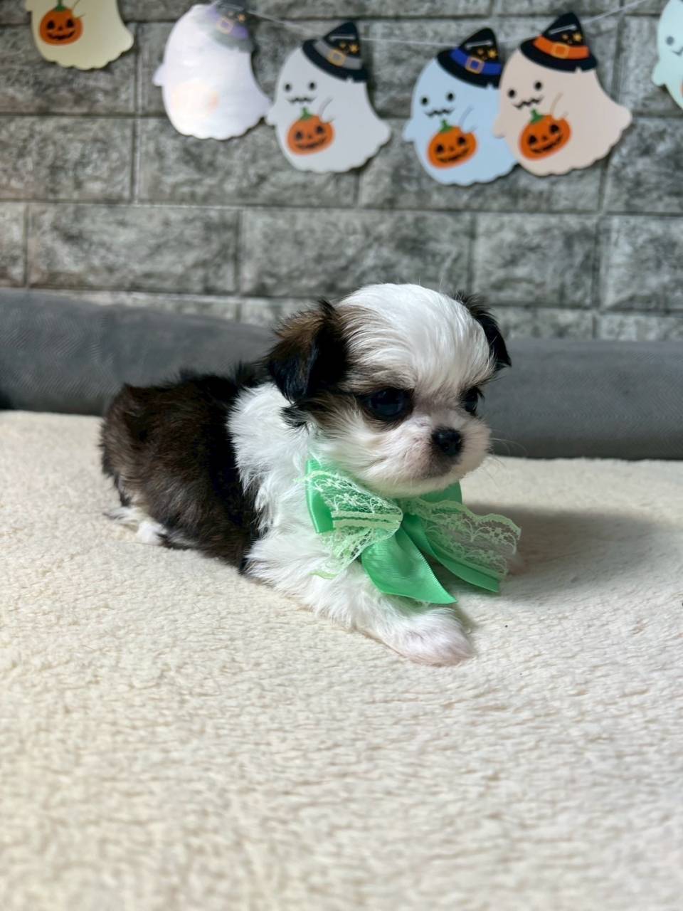 チワシーズー（チワワ×シーズー）ご家族様が決まりました