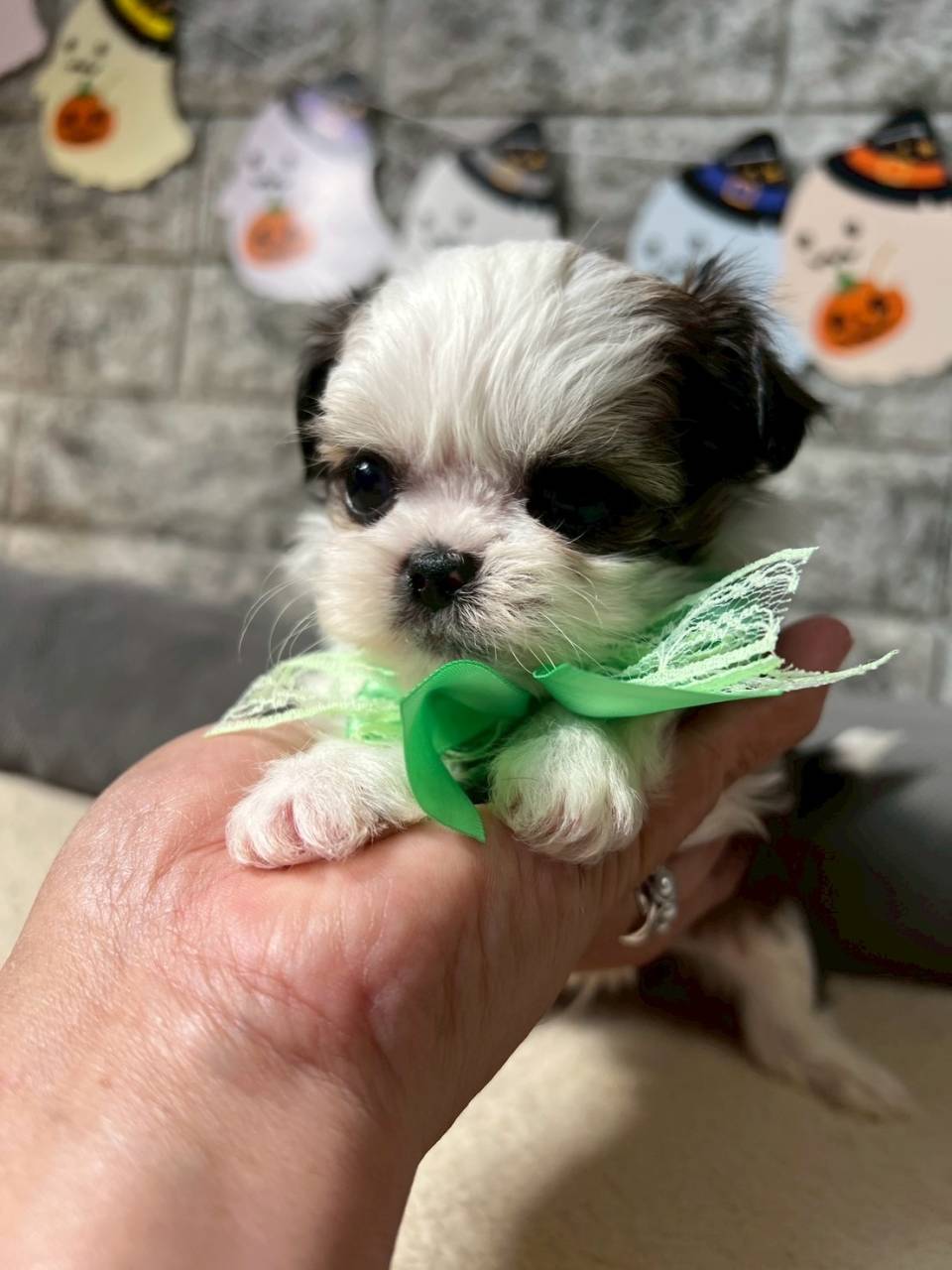 チワシーズー（チワワ×シーズー）ご家族様が決まりました