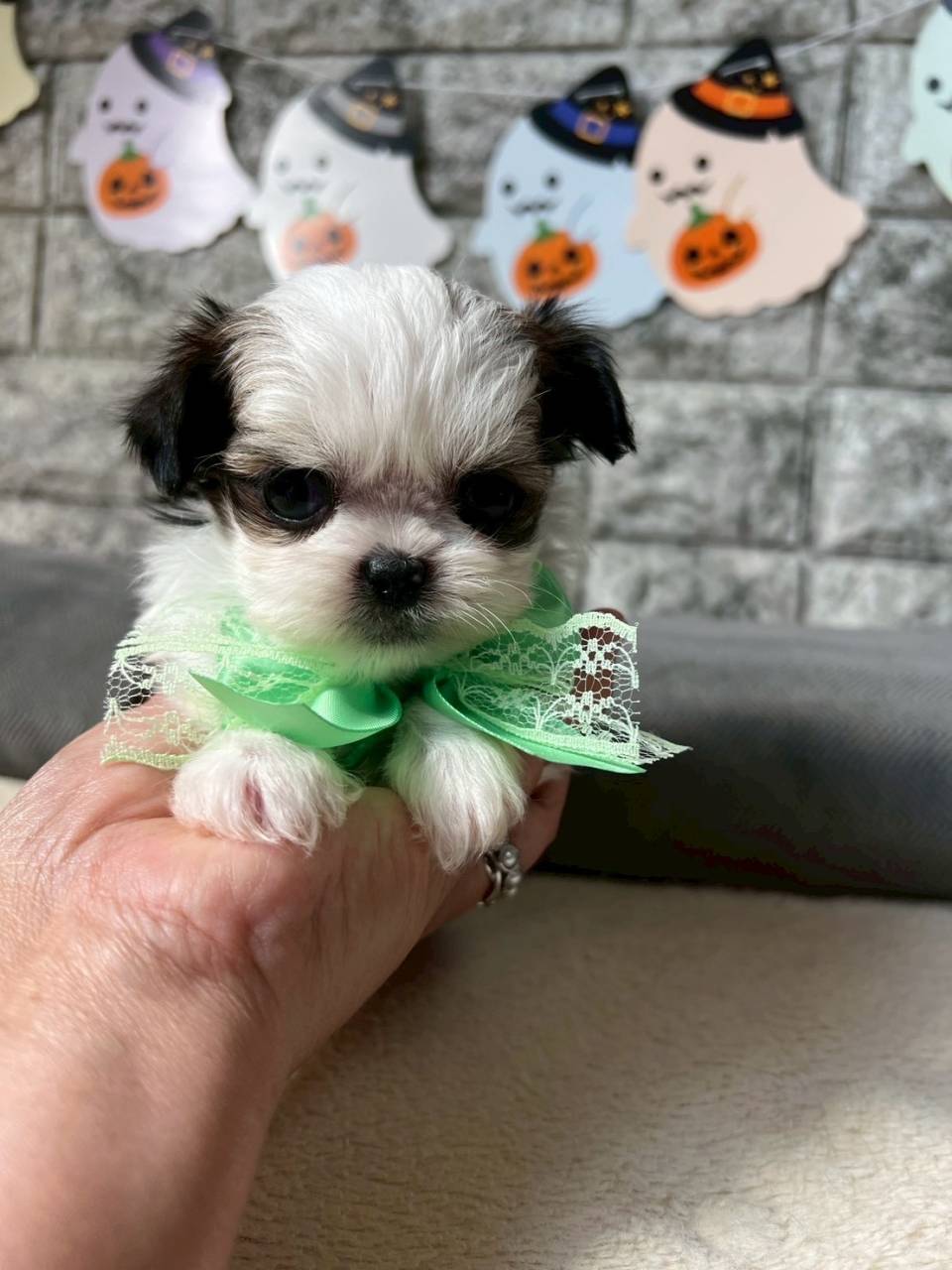 チワシーズー（チワワ×シーズー）ご家族様が決まりました