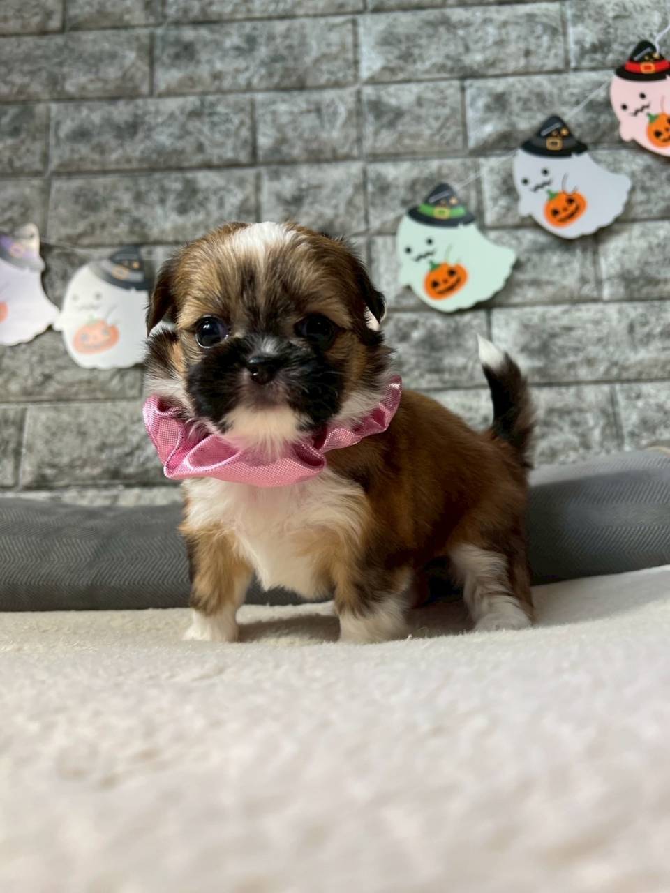 チワシーズー（チワワ×シーズー）ご家族様が決まりました