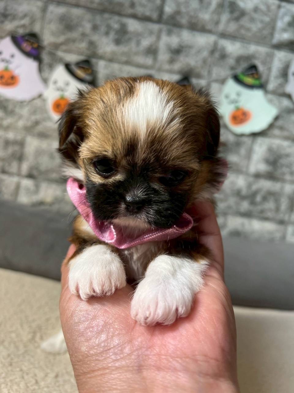 チワシーズー（チワワ×シーズー）ご家族様が決まりました