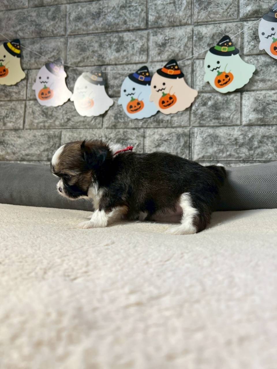 チワシーズー（チワワ×シーズー）ご家族様が決まりました