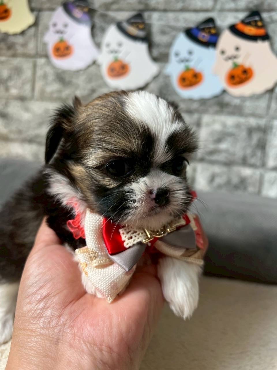 チワシーズー（チワワ×シーズー）ご家族様が決まりました