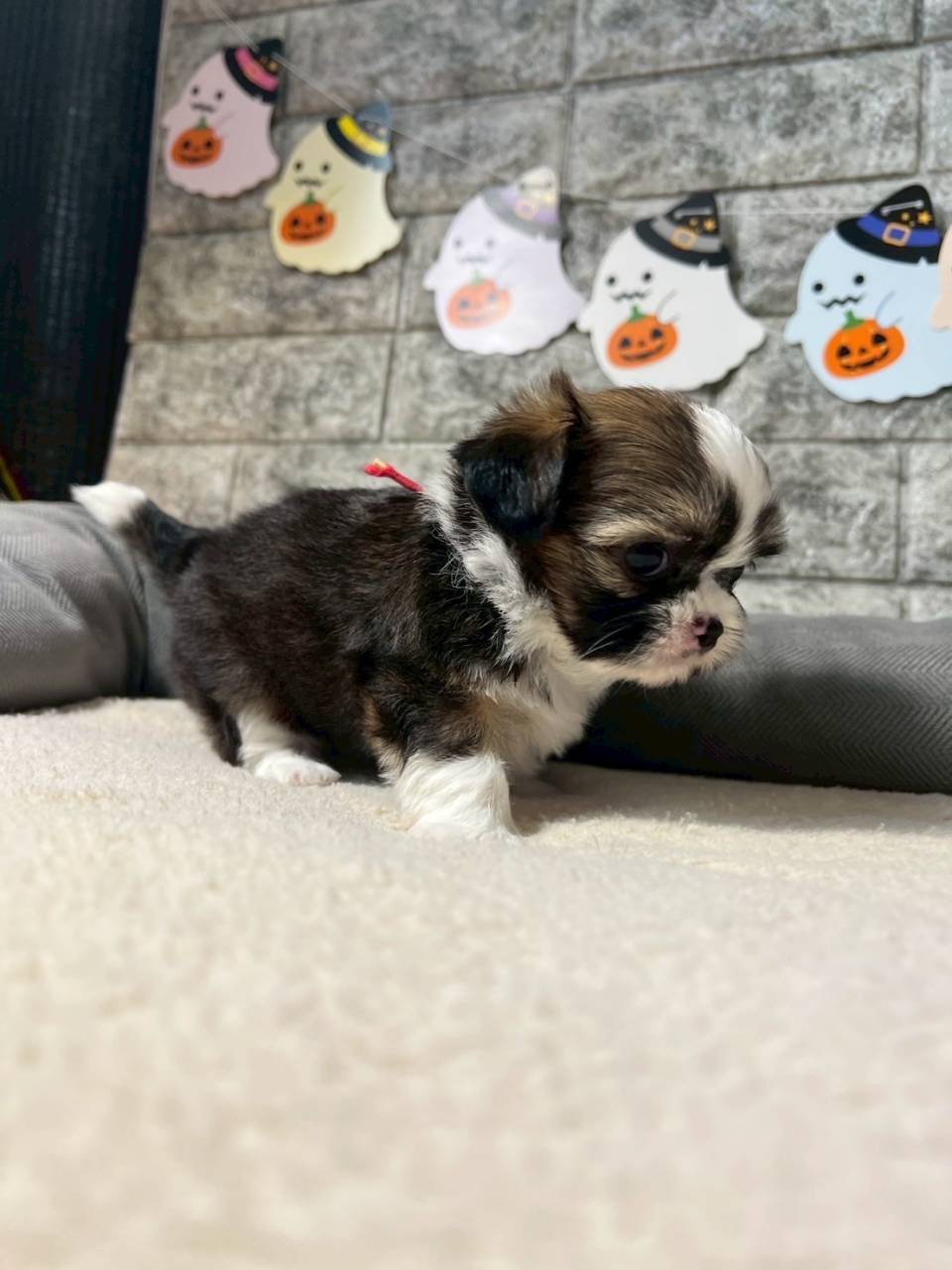 チワシーズー（チワワ×シーズー）ご家族様が決まりました