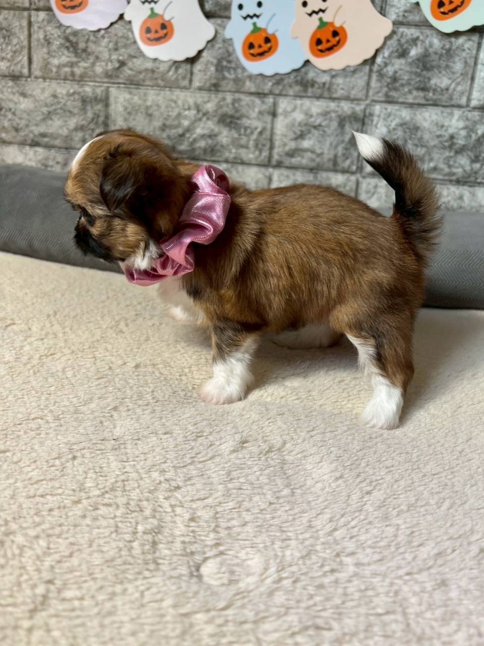 チワシーズー（チワワ×シーズー）ご家族様が決まりました