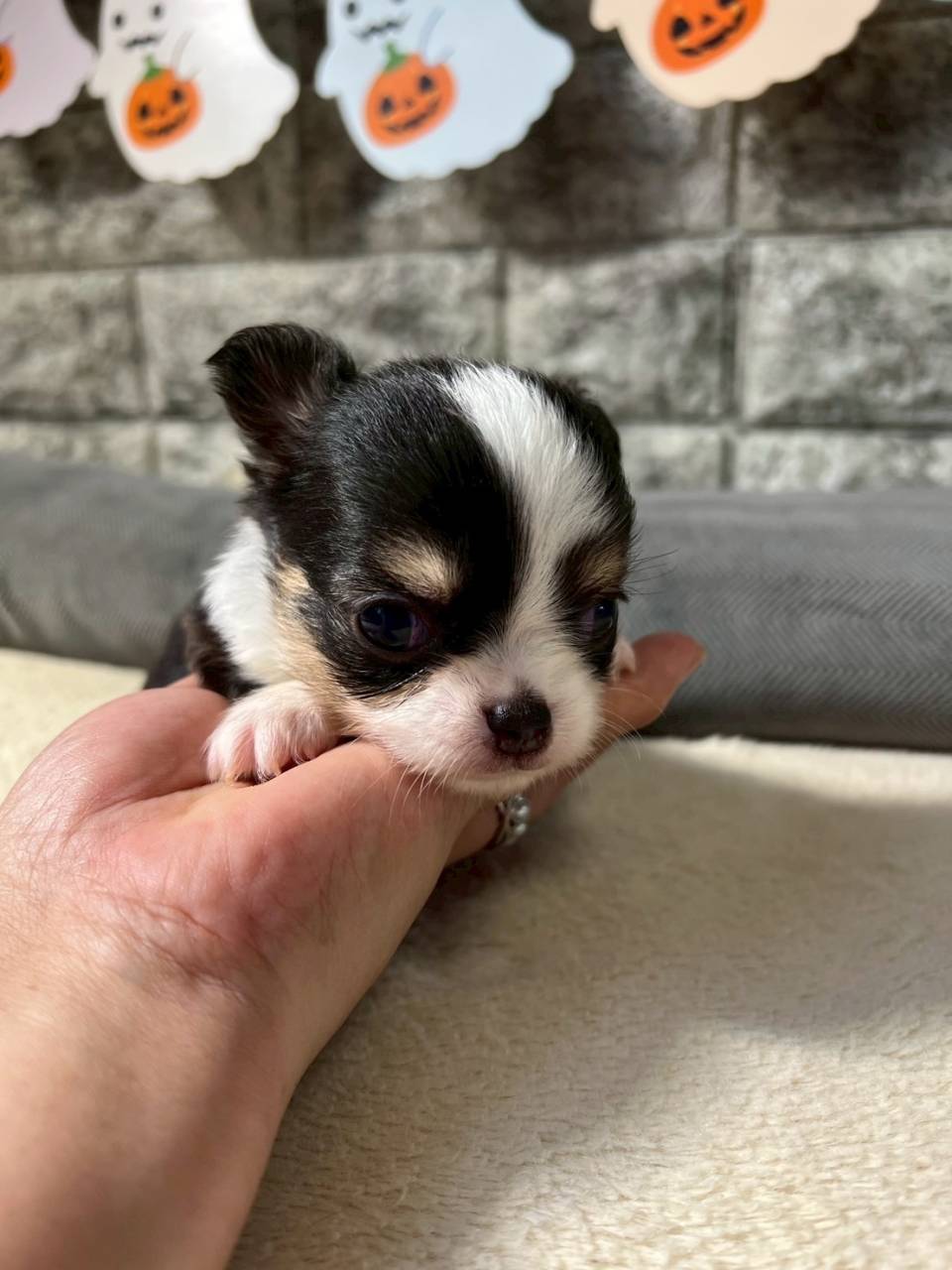 チワワ（ロングコート）ご家族様が決まりました