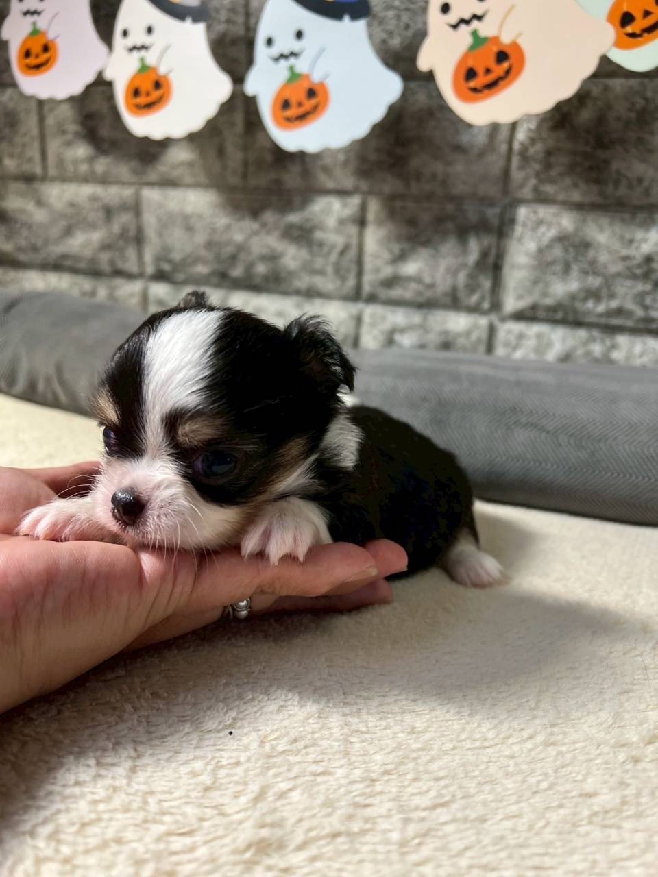 チワワ（ロングコート）ご家族様が決まりました