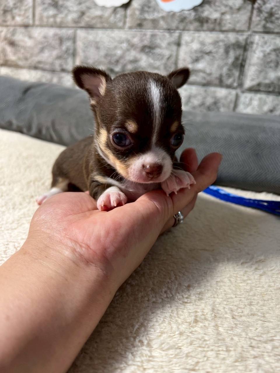 チワワ（スムース）ご家族様が決まりました