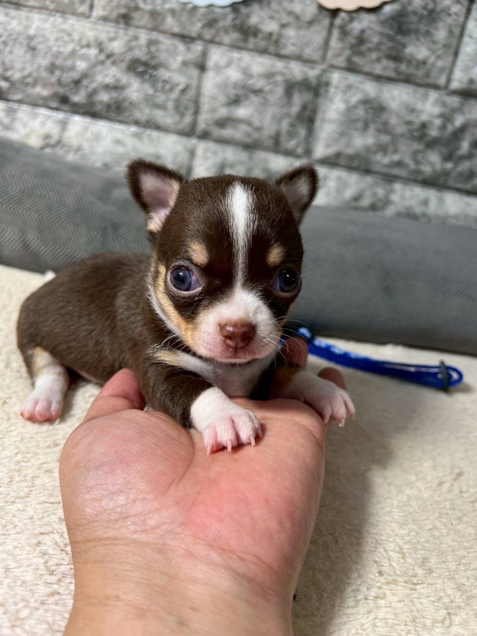 チワワ（スムース）ご家族様が決まりました