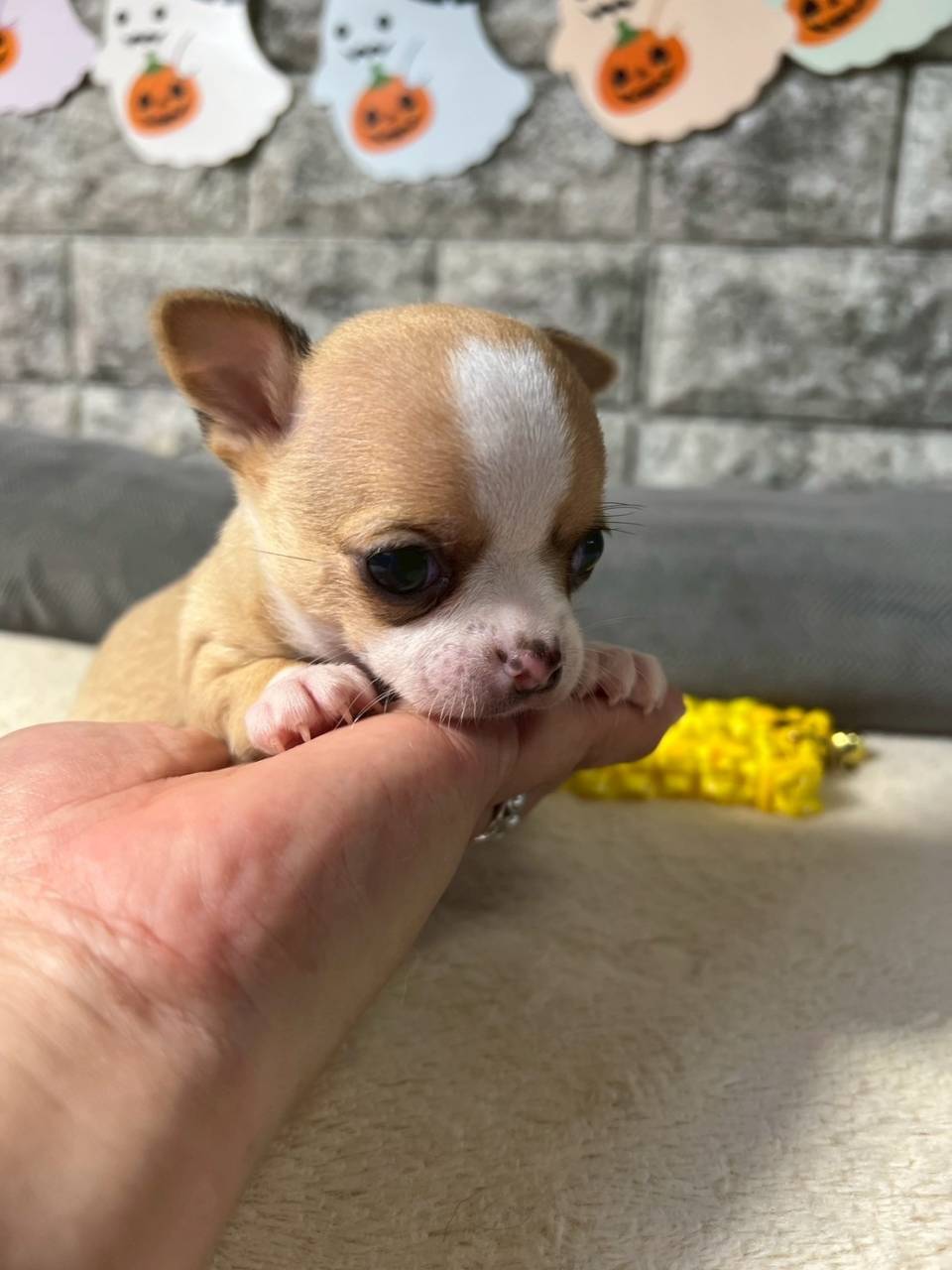 チワワ（スムース）ご家族様が決まりました