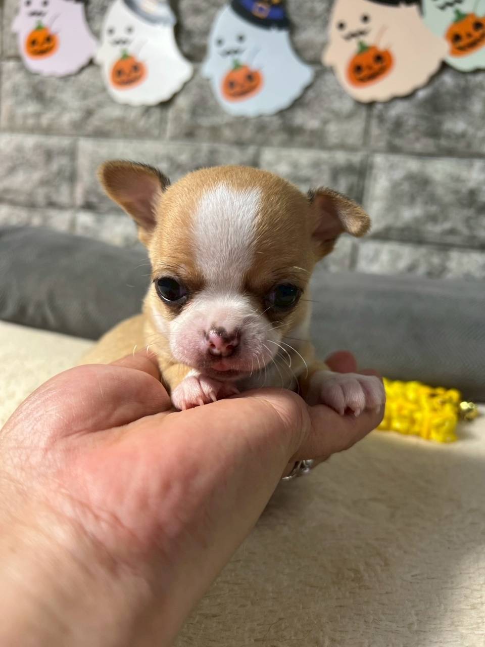 チワワ（スムース）ご家族様が決まりました