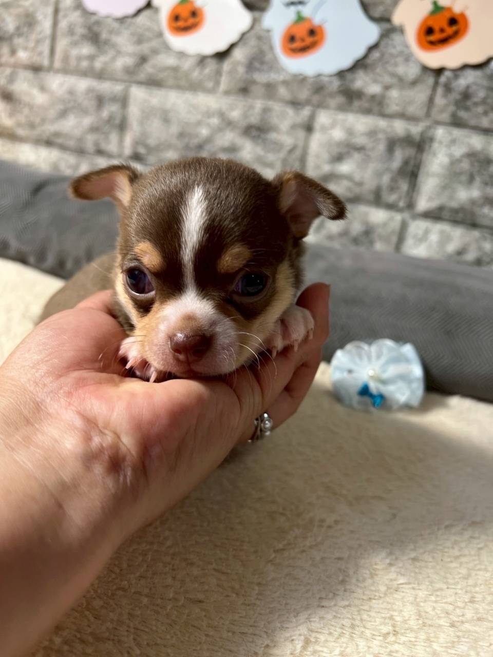 チワワ（スムース）ご家族様が決まりました