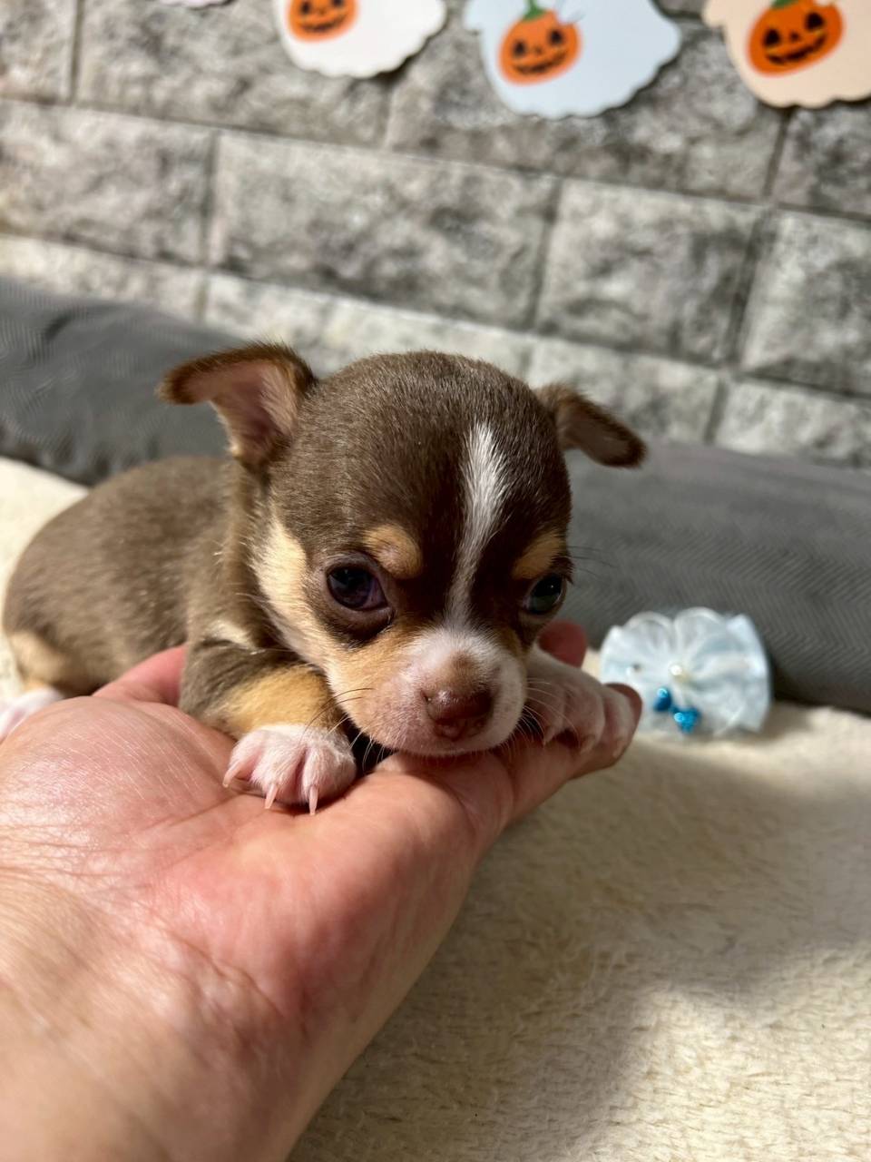 チワワ（スムース）ご家族様が決まりました