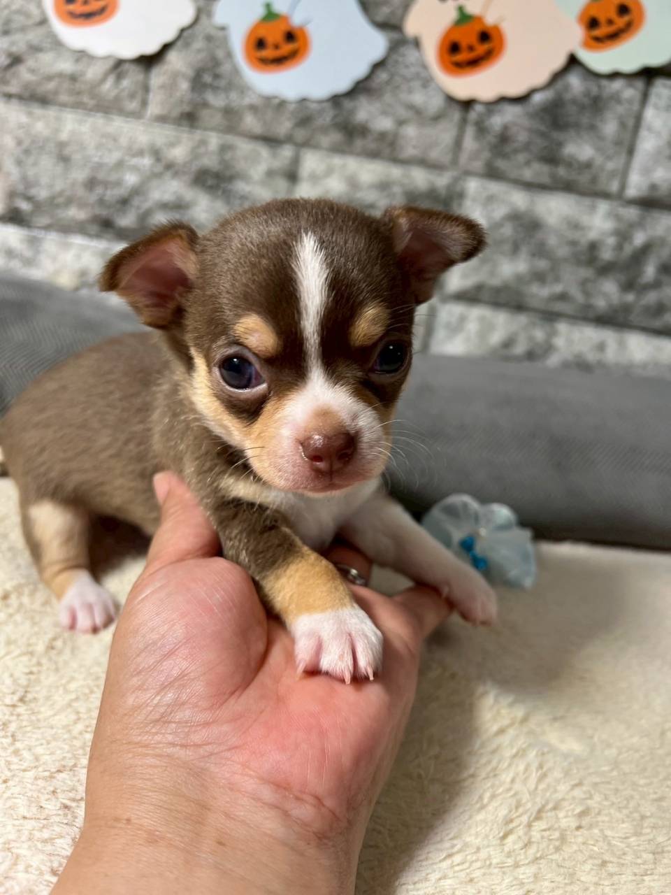 チワワ（スムース）ご家族様が決まりました