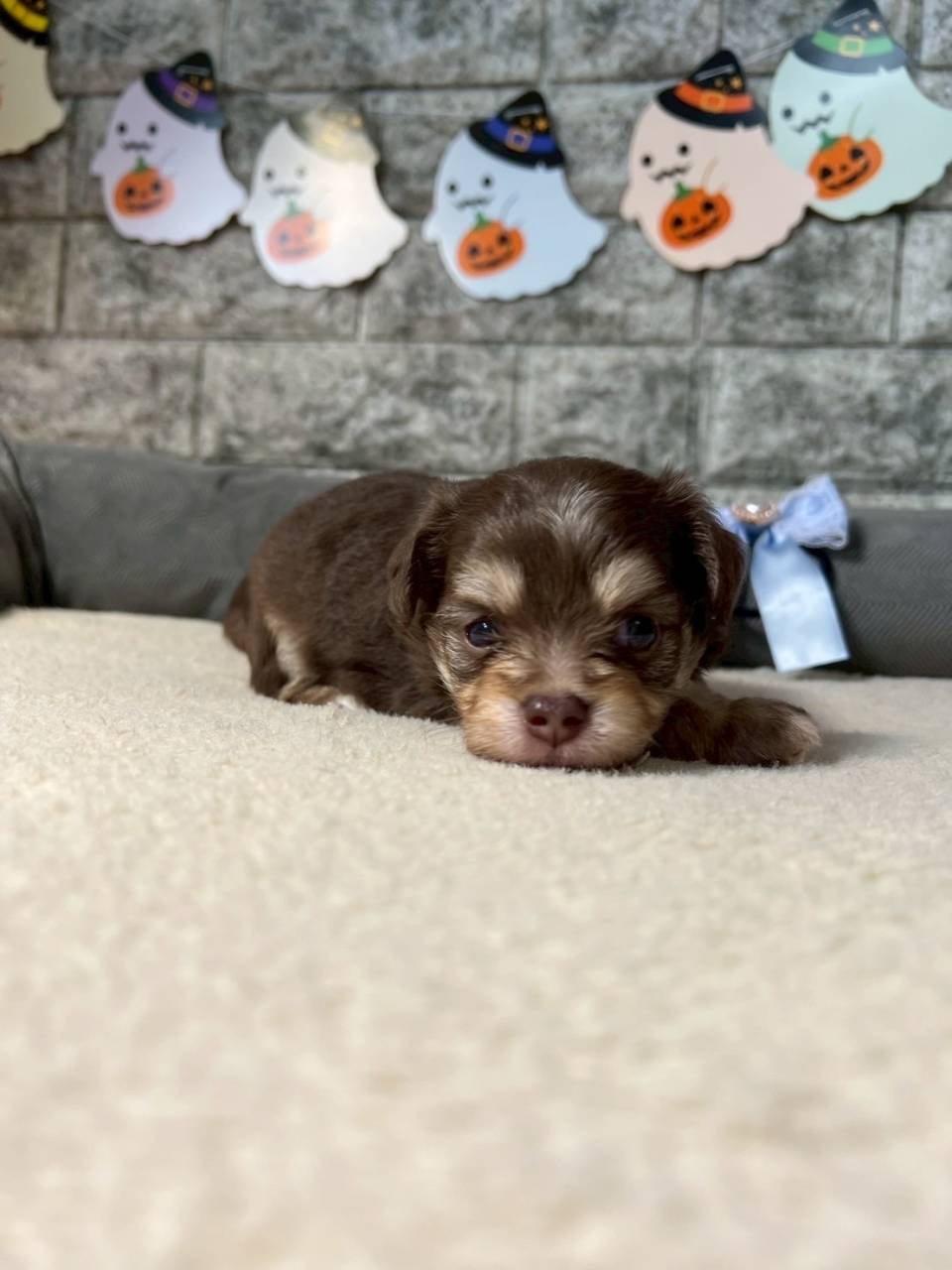 チワプー（チワワ×トイプードル）ご家族様が決まりました。