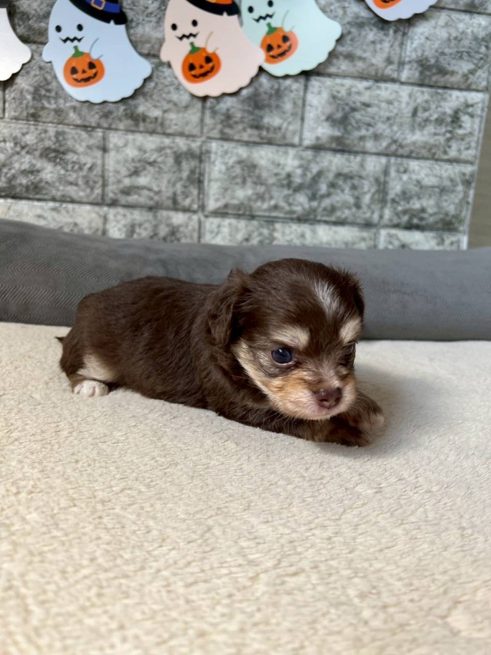 チワプー（チワワ×トイプードル）ご家族様が決まりました。