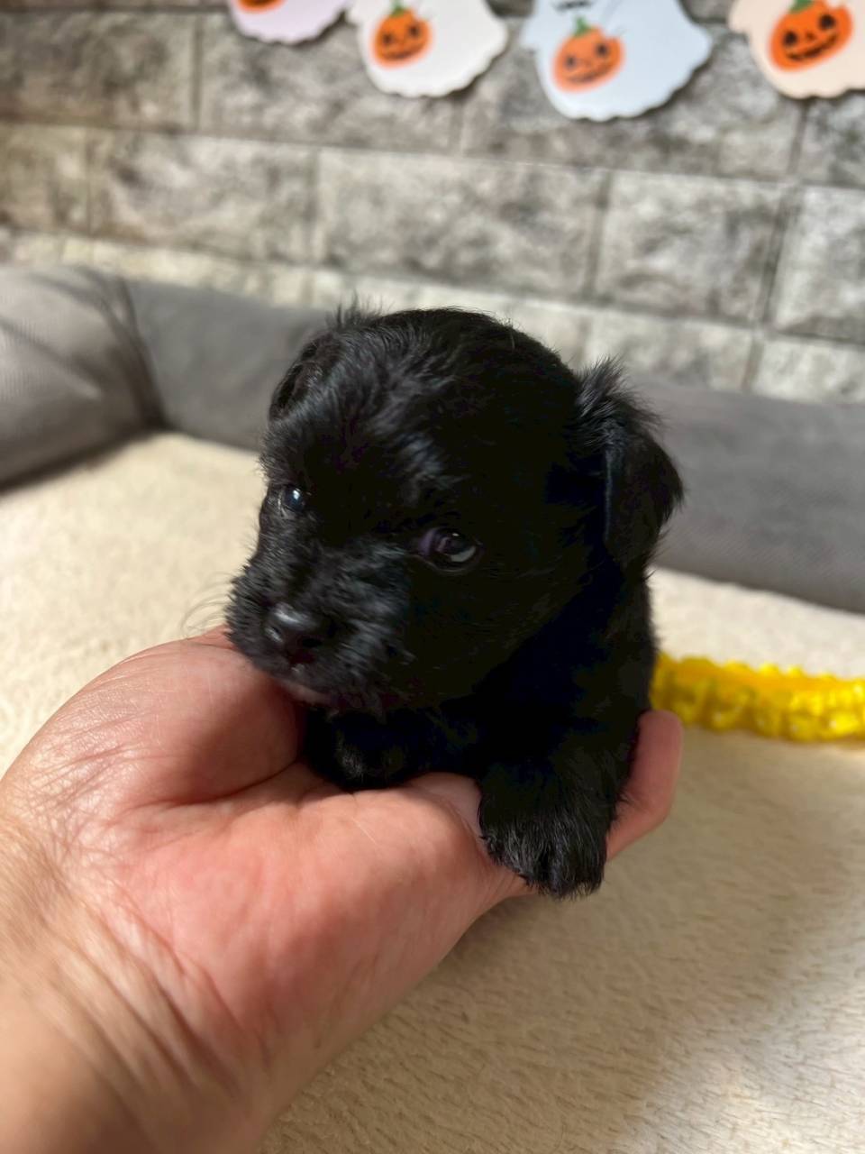 チワプー（チワワ×トイプードル）ご家族様が決まりました