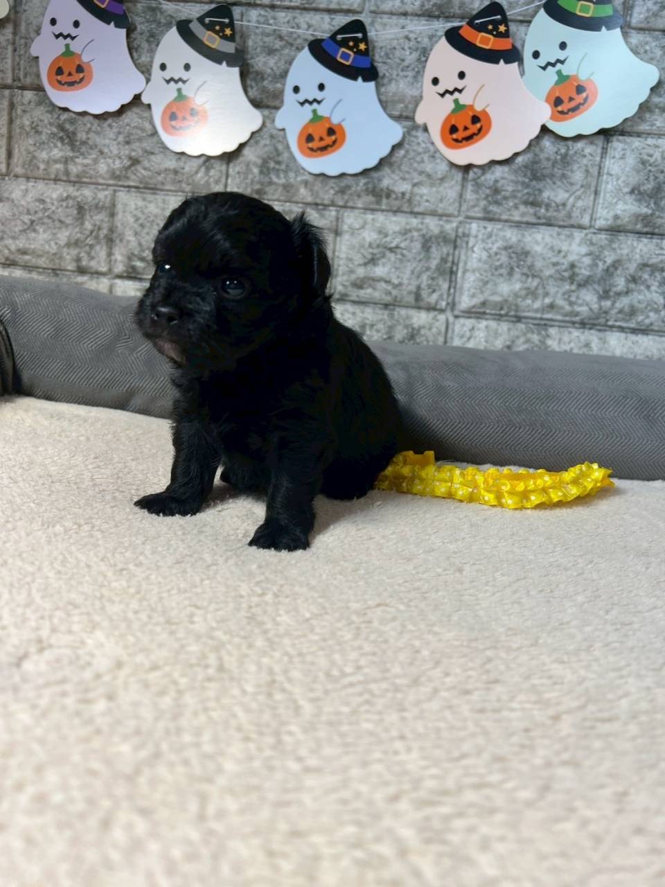 チワプー（チワワ×トイプードル）ご家族様が決まりました