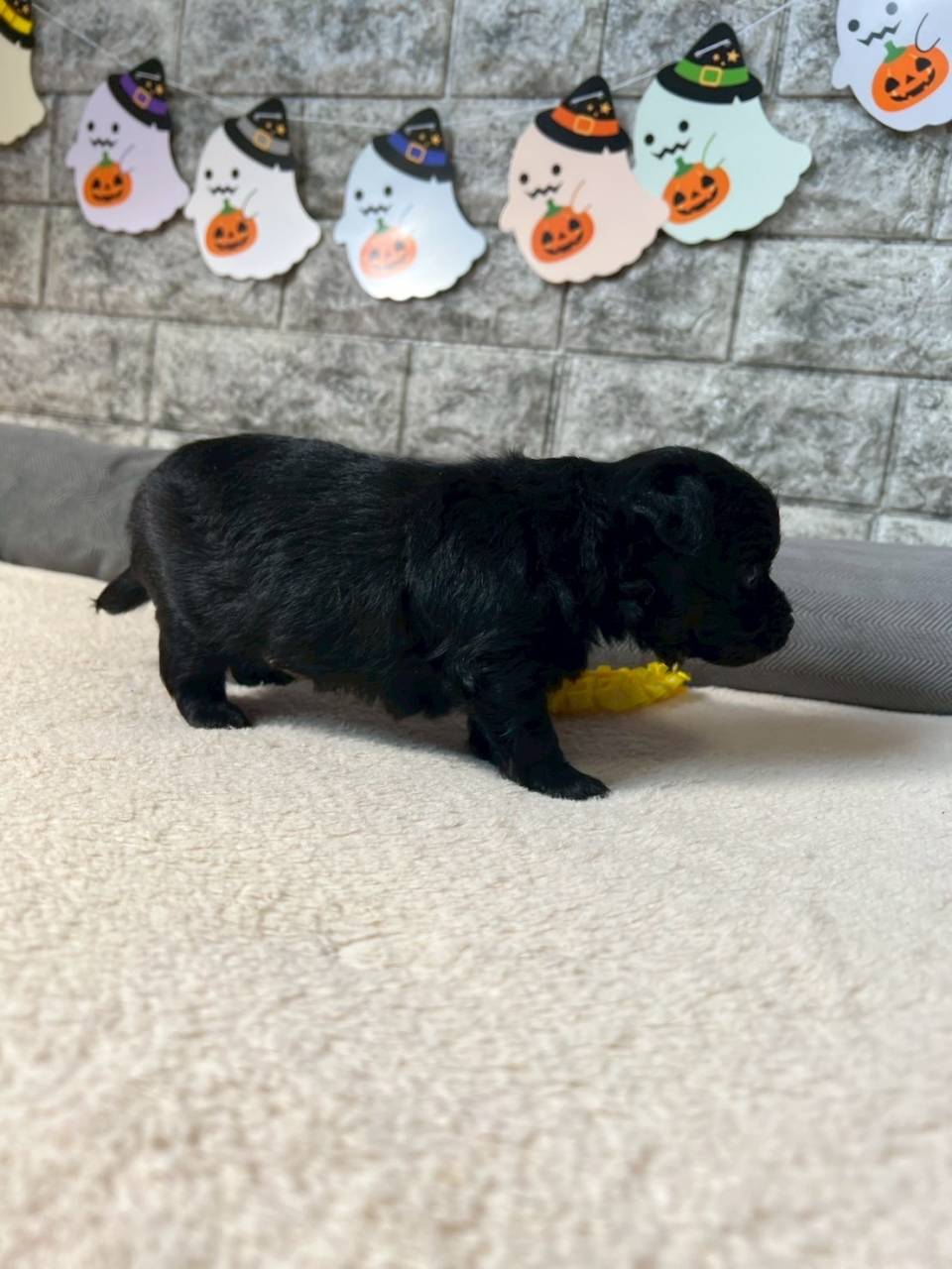 チワプー（チワワ×トイプードル）ご家族様が決まりました