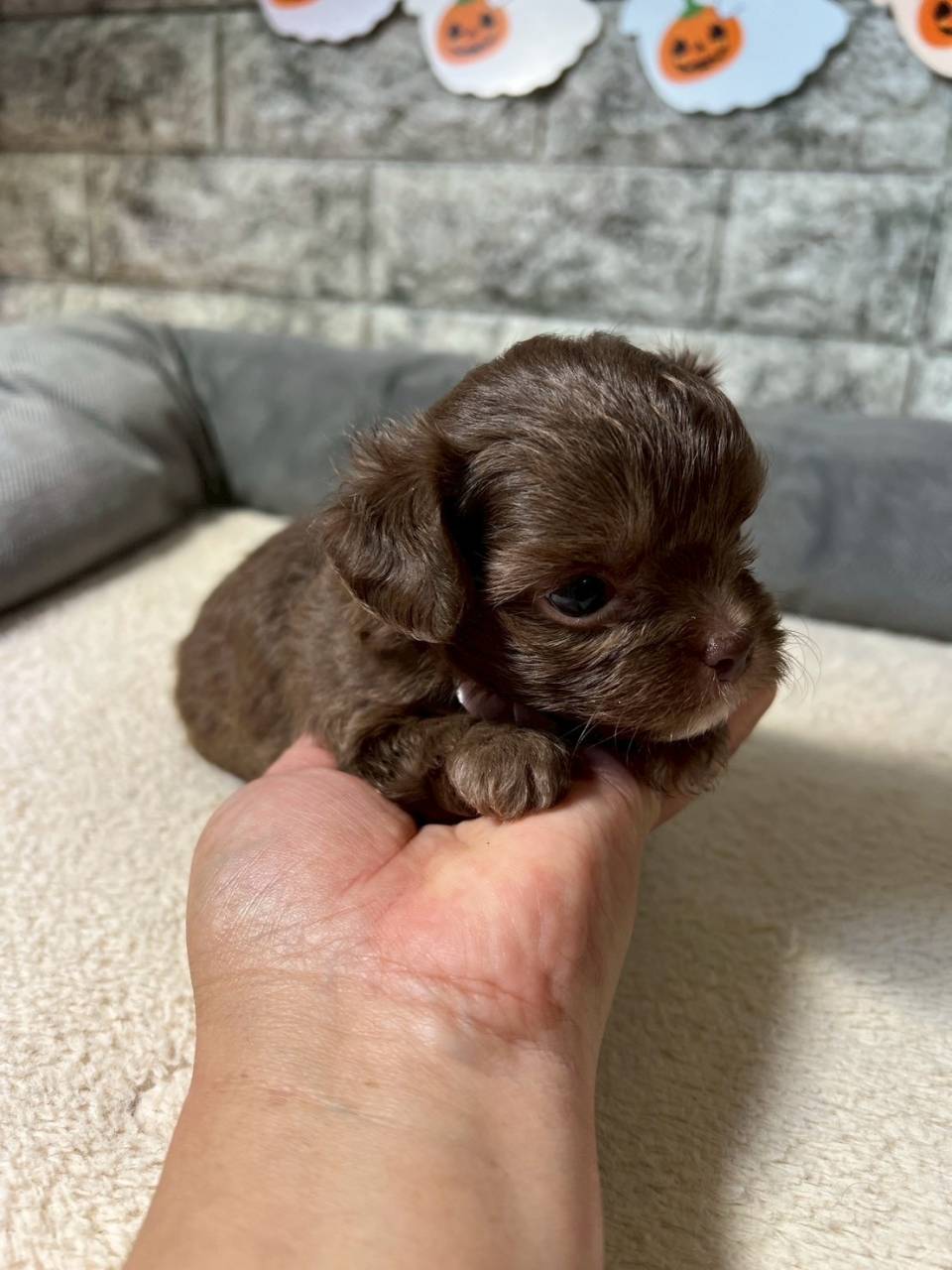 チワプー（チワワ×トイプードル）ご家族様が決まりました。