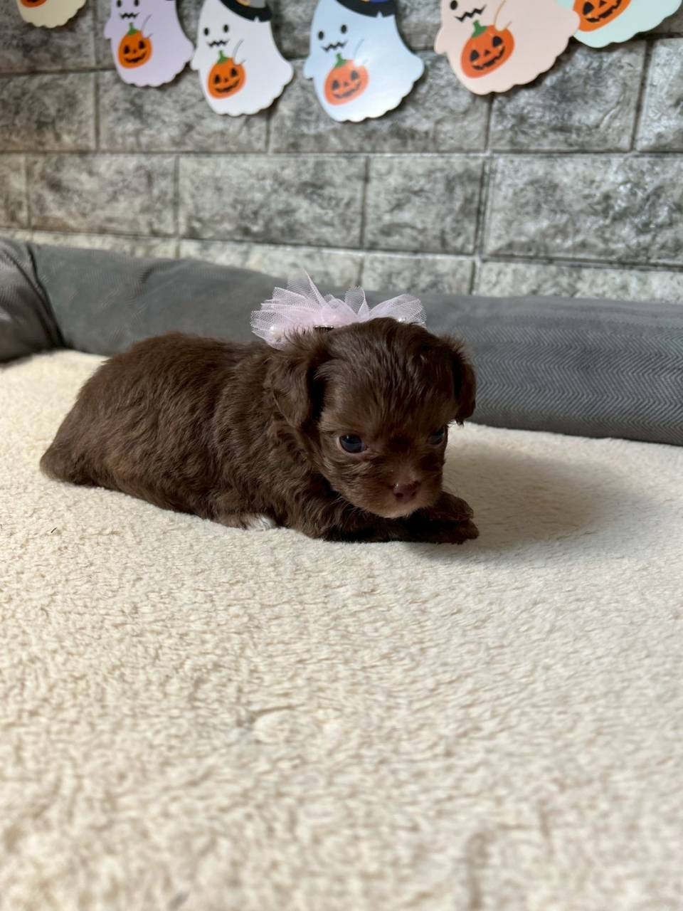 チワプー（チワワ×トイプードル）ご家族様が決まりました。