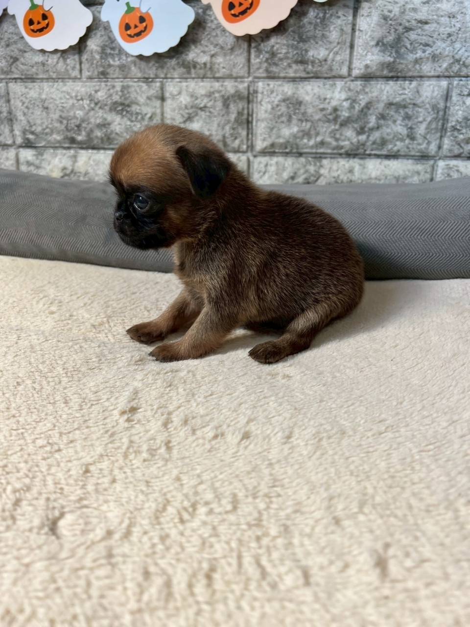 プチブラバンソン 　ご家族様が決まりました