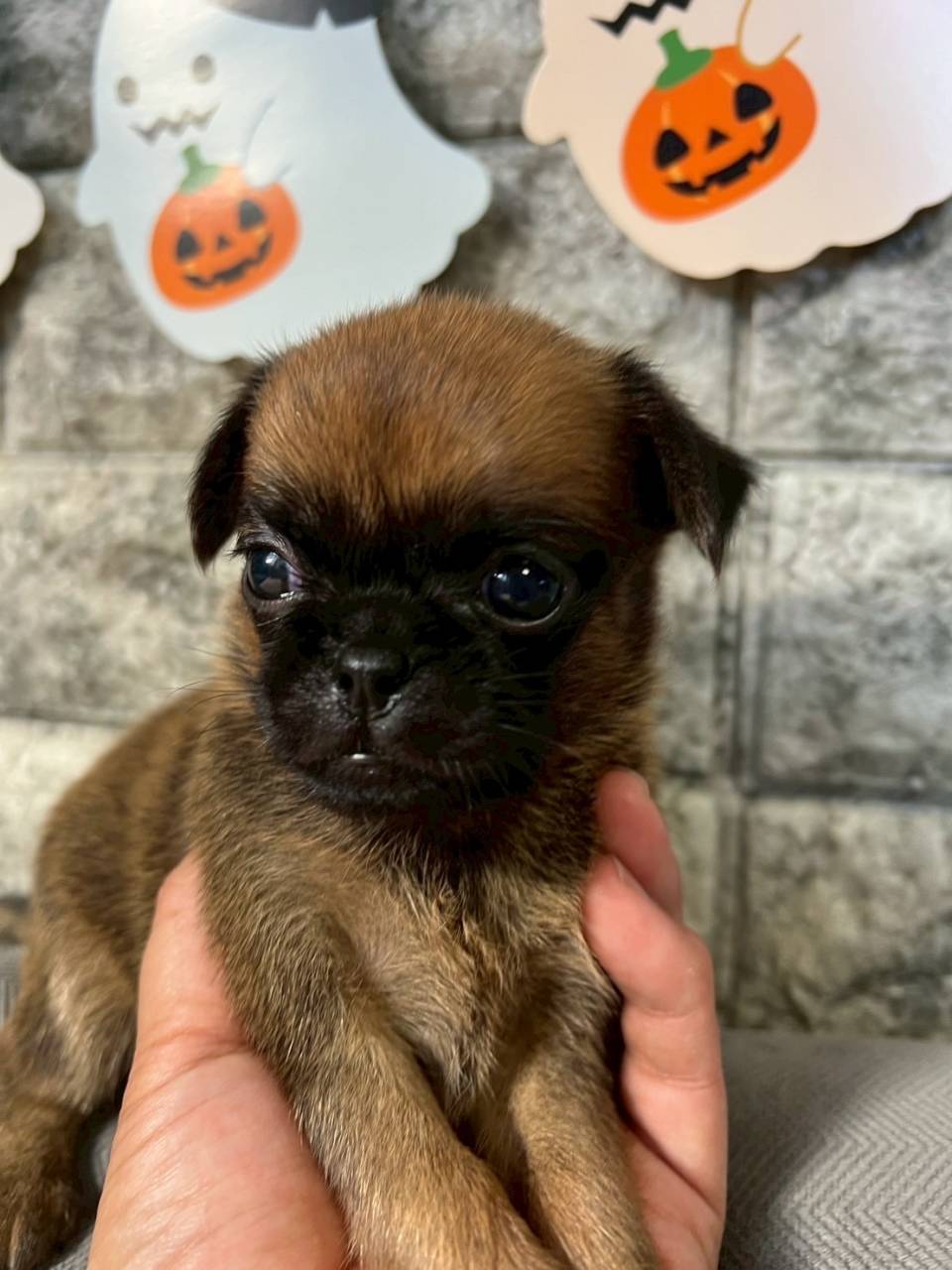 プチブラバンソン 　ご家族様が決まりました