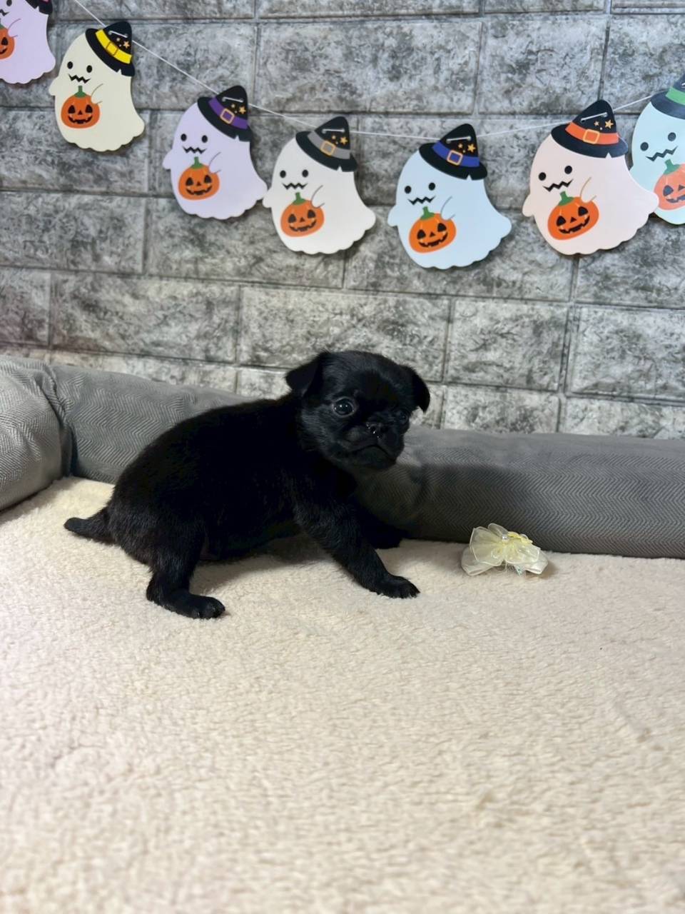 プチブラバンソン 　ご家族様が決まりました