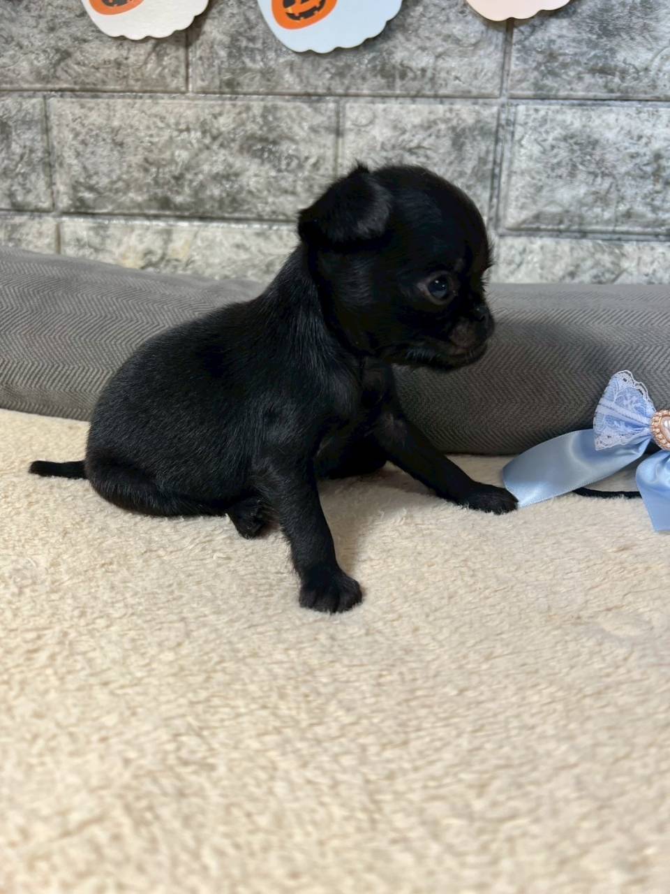 プチブラバンソン 　ご家族様が決まりました