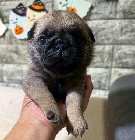 パグ　ご家族様が決まりました。