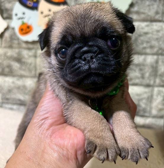 パグ　ご家族様が決まりました。