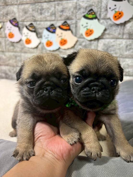 パグ　ご家族様が決まりました。