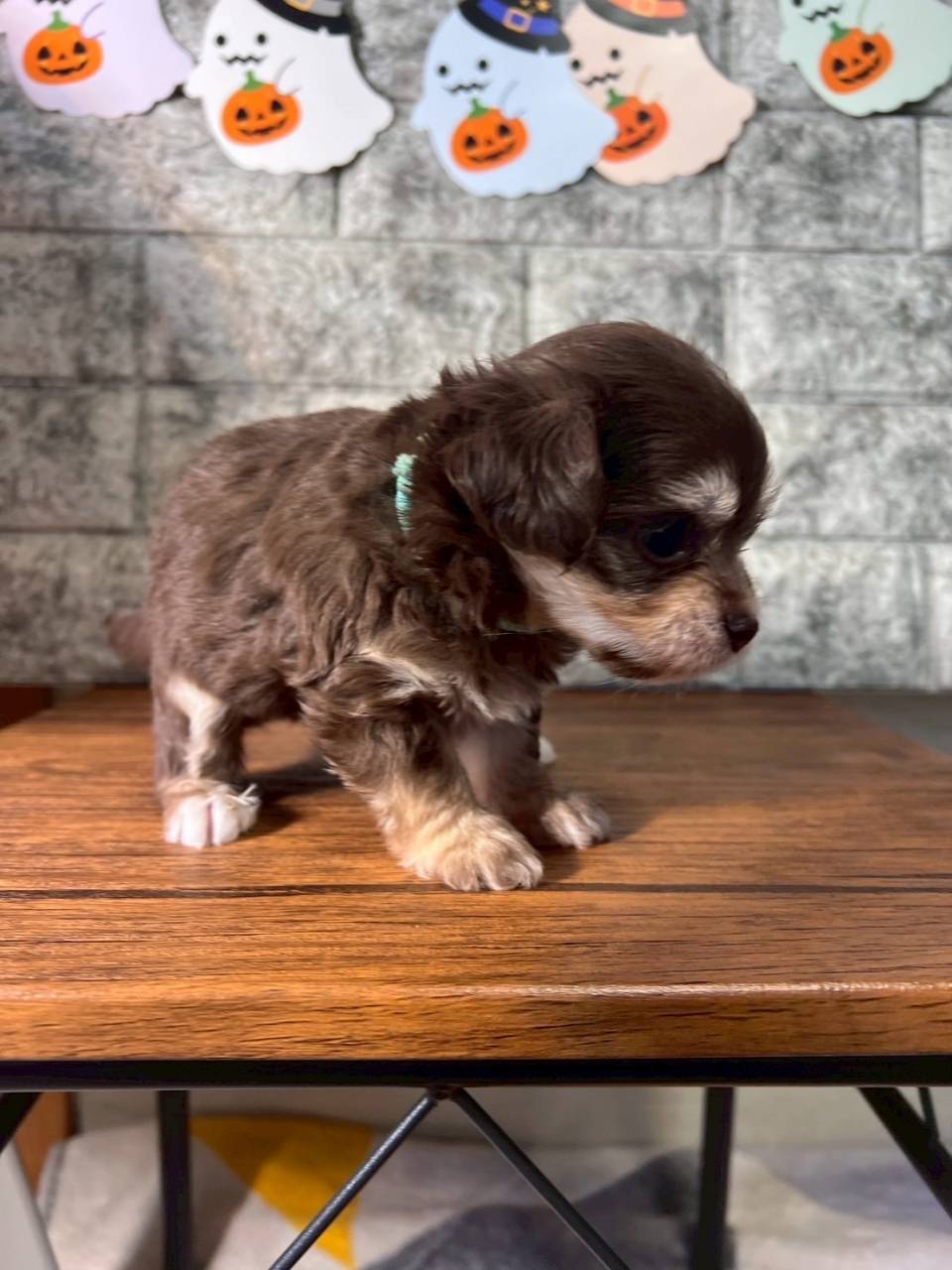 チワプー（チワワ×トイプードル）ご家族様が決まりました。