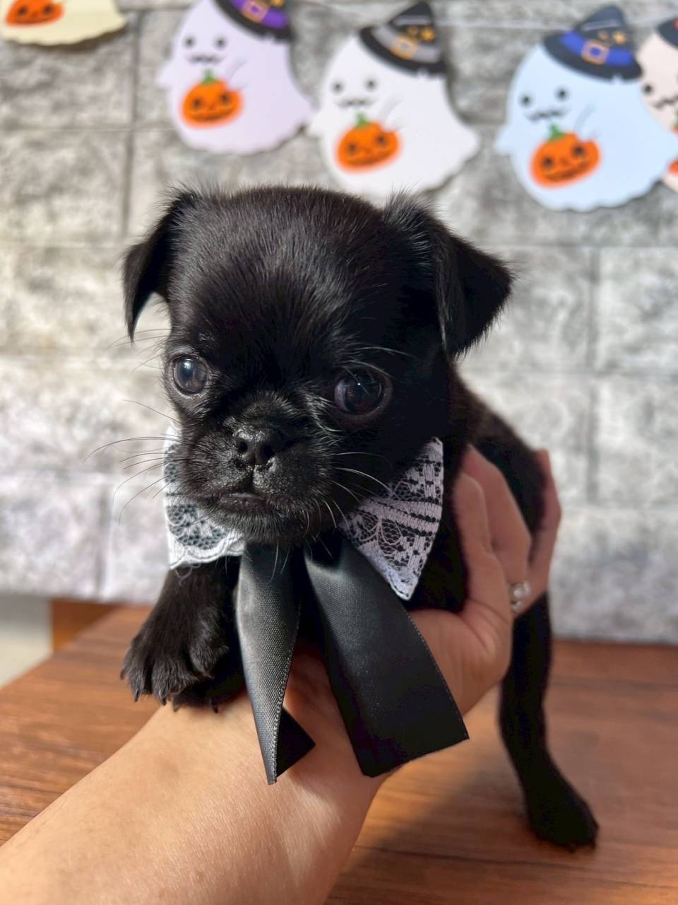 プチブラバンソン 　ご家族様が決まりました