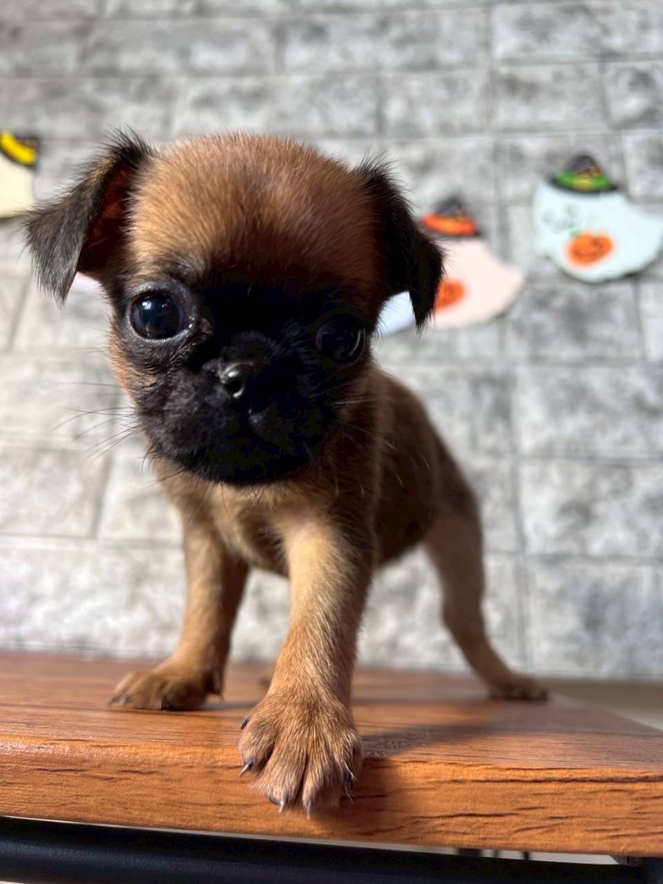 プチブラバンソン 　ご家族様が決まりました