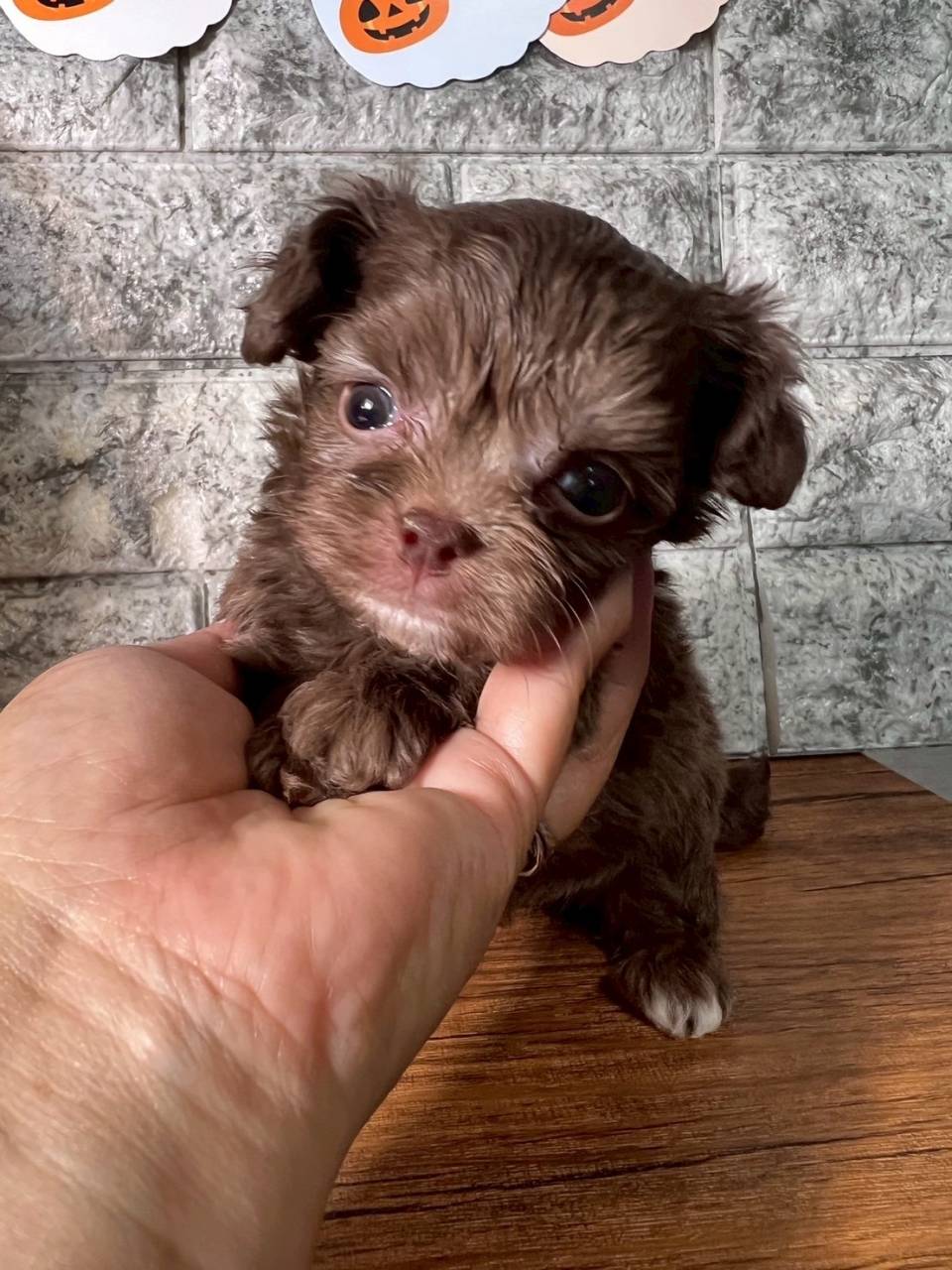 チワプー（チワワ×トイプードル）ご家族様が決まりました。