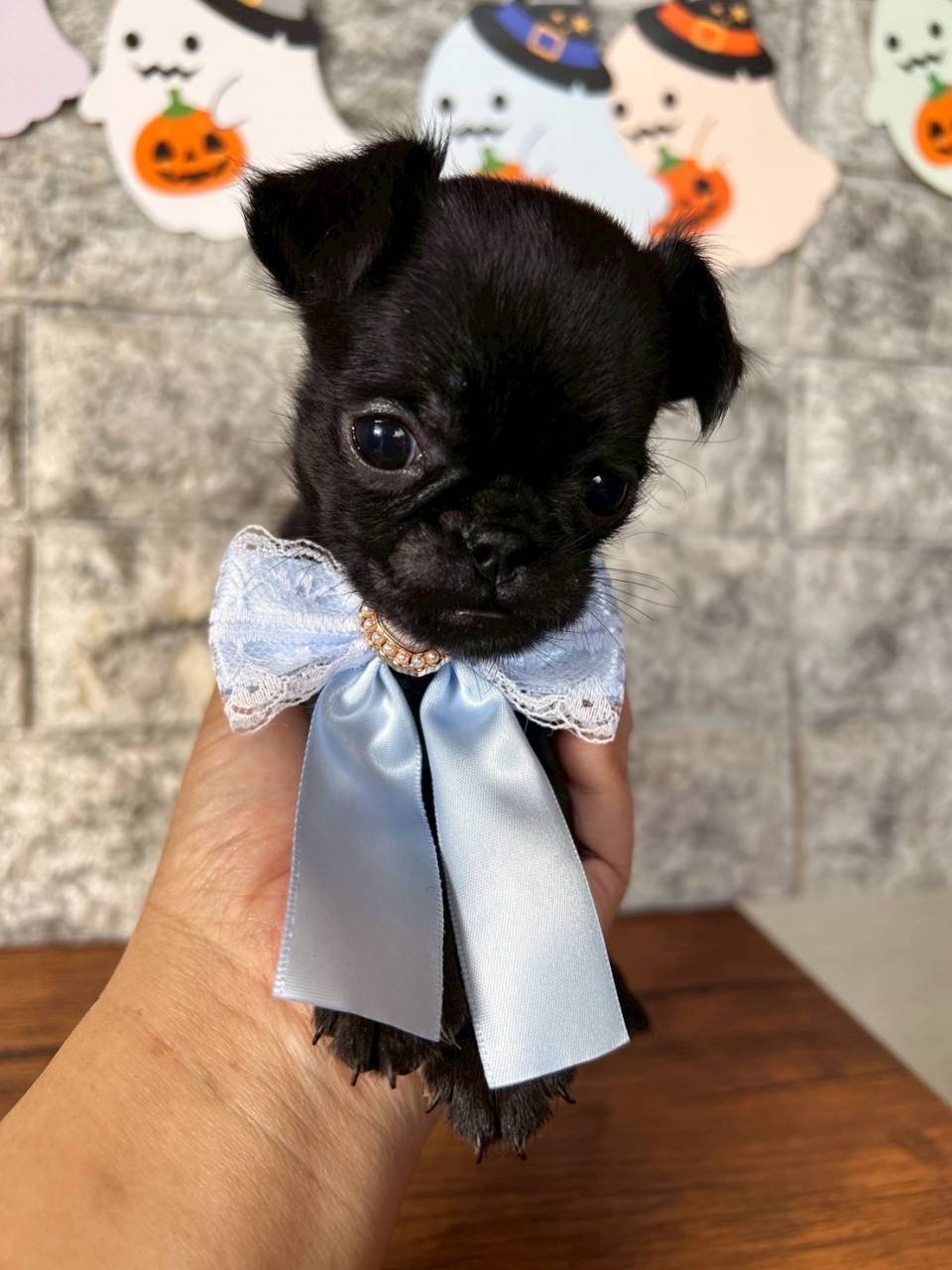 プチブラバンソン 　ご家族様が決まりました