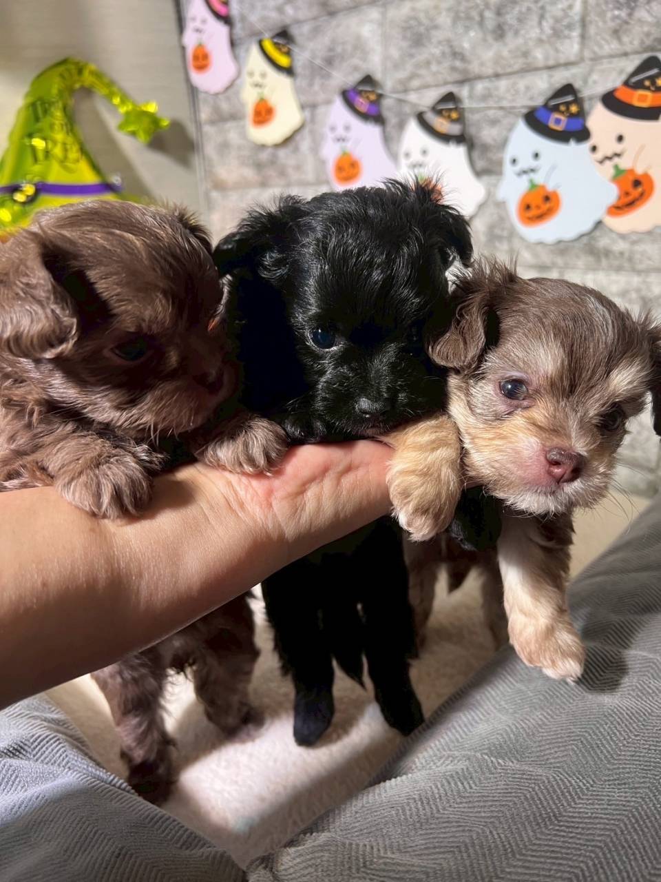 チワプー（チワワ×トイプードル）ご家族様が決まりました。