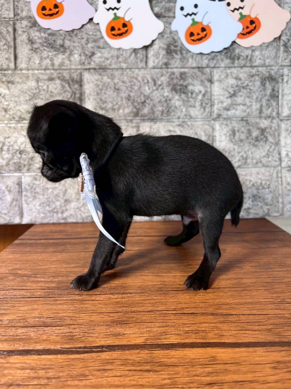 プチブラバンソン 　ご家族様が決まりました